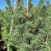 Pinus sylvestris 250-275 cm draadkluit