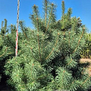 Pinus sylvestris 250-275 cm draadkluit extra