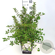 Prunus incisa 'Kojou-no-mai' 60-80 cm 10L