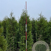 Thuja occ. 'Brabant' 300-325 cm draadkluit extra