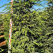 Tsuga canadensis 200-225 cm draadkluit extra