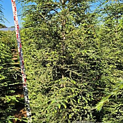 Tsuga canadensis 225-250 cm draadkluit extra