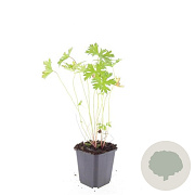 Geranium 'Johnson's Blue' GM P9