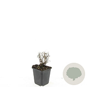 Nepeta 'Walker's Low' GM P9
