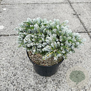 Abies koreana 'Kohout's Icebreaker' 25-30 cm 7,5L