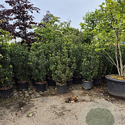 ilex meserveae' Heckenstar' 140-160 cm container