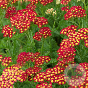 Achillea m. Milly Rock Red GM 2,0L