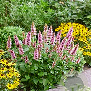 Agastache Beelicious Pink GM 2,0L