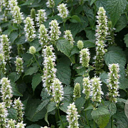 Agastache rugosa 'Alabaster' GM 2,0L