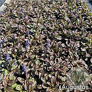 Ajuga reptans 'Catlin's Giant' GM 2,0L