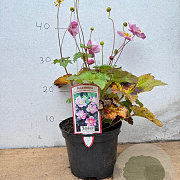 Anemone h. 'September Charm' GM 2,0L