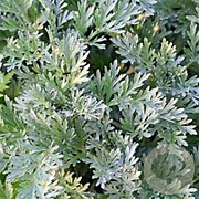 Artemisia absinthium GM 2,0L