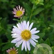Aster ageratoides 'Ashvi' GM 2,0L