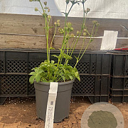 Astrantia 'Buckland' GM 2,0L