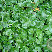 Asarum europaeum GM 2,0L