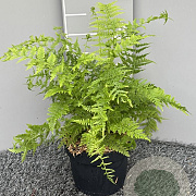 Athyrium filix-femina GM 2,0L