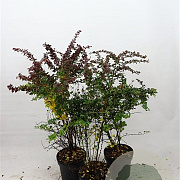 Berberis thunb. 'Atropurpurea' 60-80 cm 7,5L