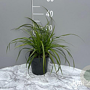 Carex morrowii 'Ice Dance' GM 2,0L