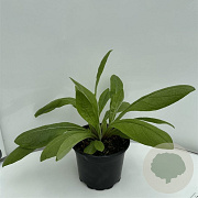 Centaurea montana GM 2,0L