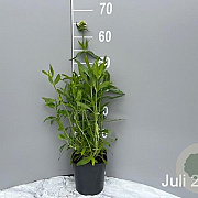 Centranthus ruber 'Albus' GM 2,0L