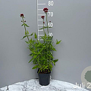 Centranthus ruber 'Coccineus' GM 2,0L