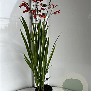 Crocosmia 'Emberglow' GM 2,0L