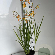 Crocosmia 'George Davidson' GM 2,0L