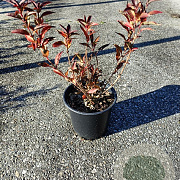 Deutzia gracilis GM C1.5