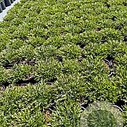 Dianthus delt. 'Flashing Light' GM 2,0L