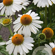 Echinacea White Meditation GM 2,0L