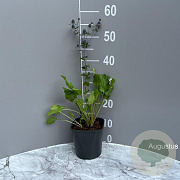 Eryngium planum GM 2,0L