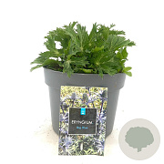 Eryngium zabelii 'Big Blue' GM 2,0L