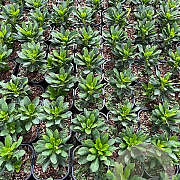Euphorbia amygdal. robbiae GM 2,0L