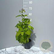 Eupatorium purpureum GM 2,0L