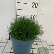 Festuca gautieri 'Pic Carlit' GM 2,0L