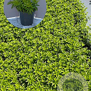 Galium odoratum GM 2,0L