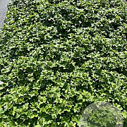 Geranium Dreamland GM 2,0L
