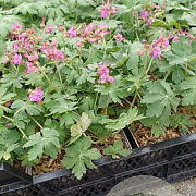 Geranium macrorrhizum GM 2,0L