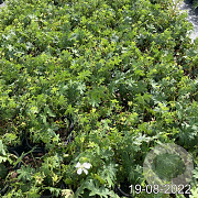 Geranium sang. 'Album' GM 2,0L
