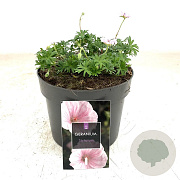 Geranium sanguineum striatum GM 2,0L