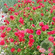 Helianthemum 'Cerise Queen' GM 2,0L