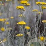 Helichrysum italicum 'Tall Curry' GM 2,0L