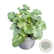 Heuchera sang. 'Leuchtkäfer' GM 2,0L