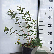 Hypericum dummeri 'Peter Dummer' GM C1.5