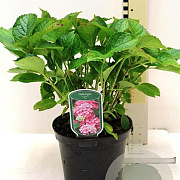Hydrangea m. 'Pia' GM 2,0L