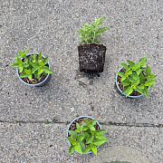 Hydrangea pan. 'Limelight' 15-20 cm 2,0L