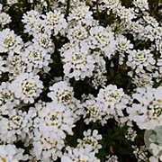 Iberis semp. 'Alexander's White' GM 2,0L