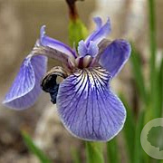 Iris setosa GM 2,0L