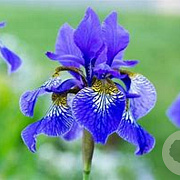 Iris sibirica GM 2,0L