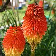 Kniphofia 'Flamenco' GM 2,0L